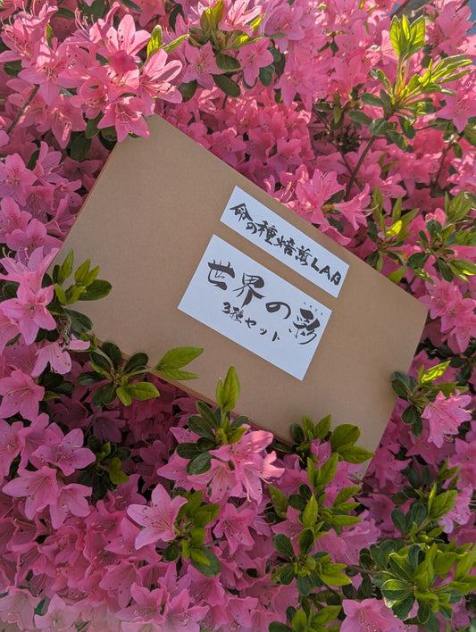 世界の彩3種セット